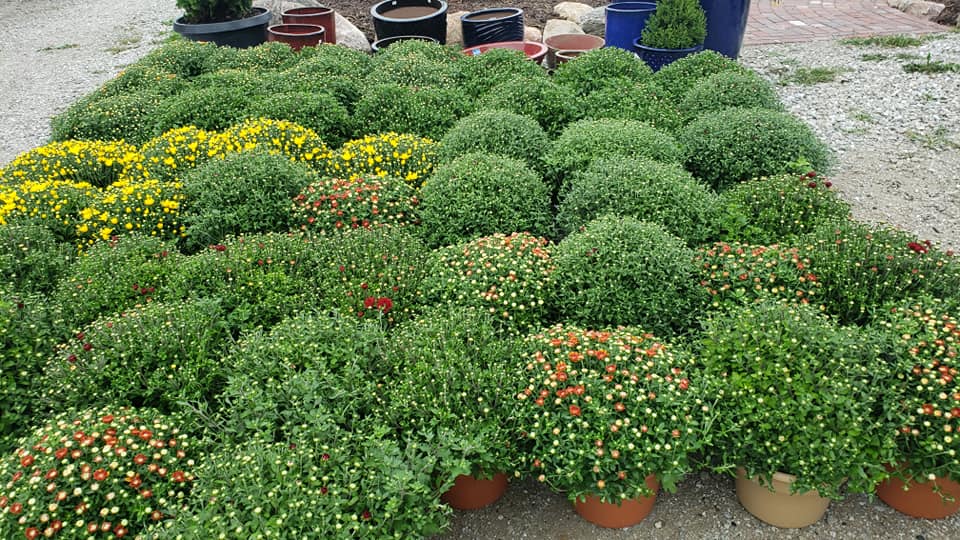various potted shrubs